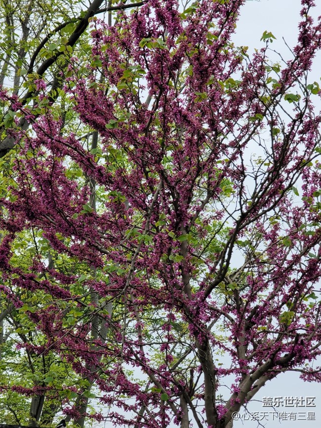 【三星AI與春天花兒】感受春天的氣息