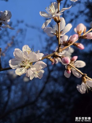 人間四月芳菲盡