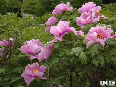 【醉春山】牡丹