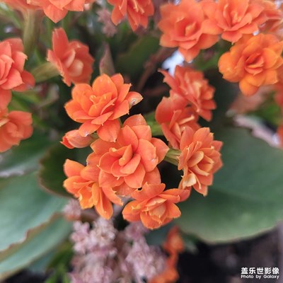 【醉春山】+盛開的小花