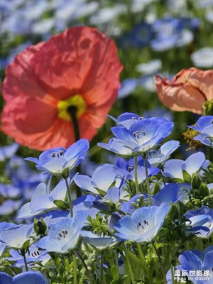 【醉春山】春色花海