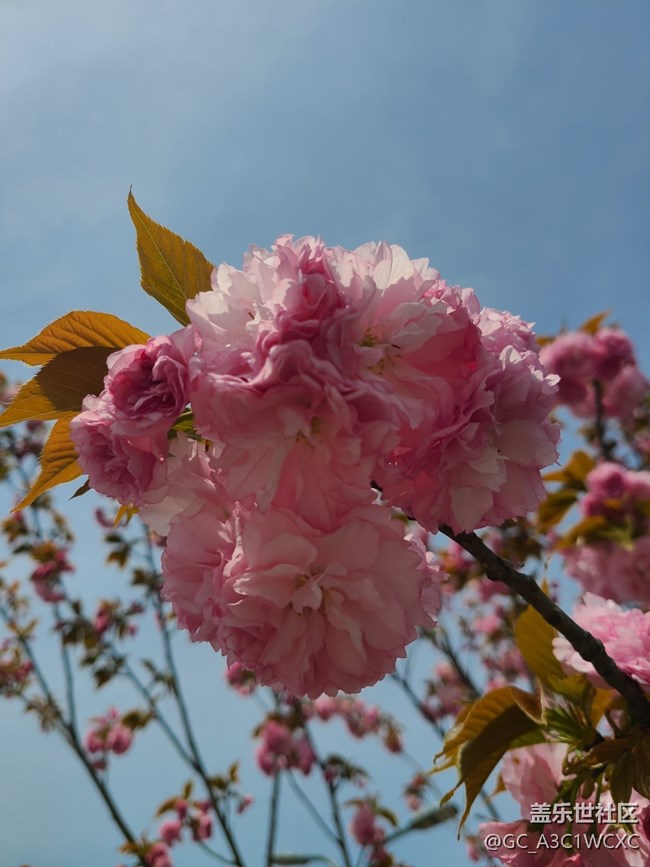 【春日影像詩】春天花開