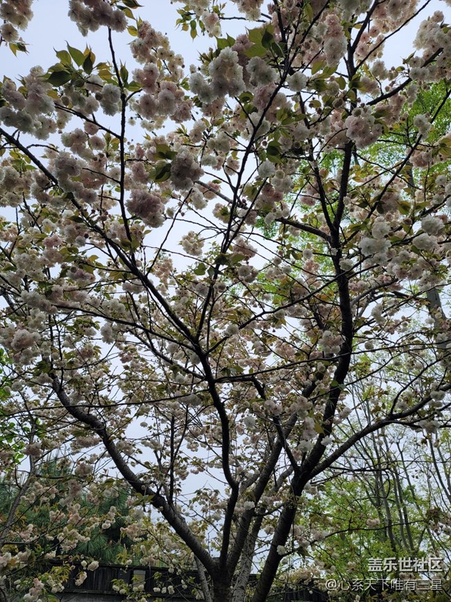 【三星AI與春天花兒】感受春天的氣息