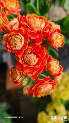 【醉春山】+美麗的花花