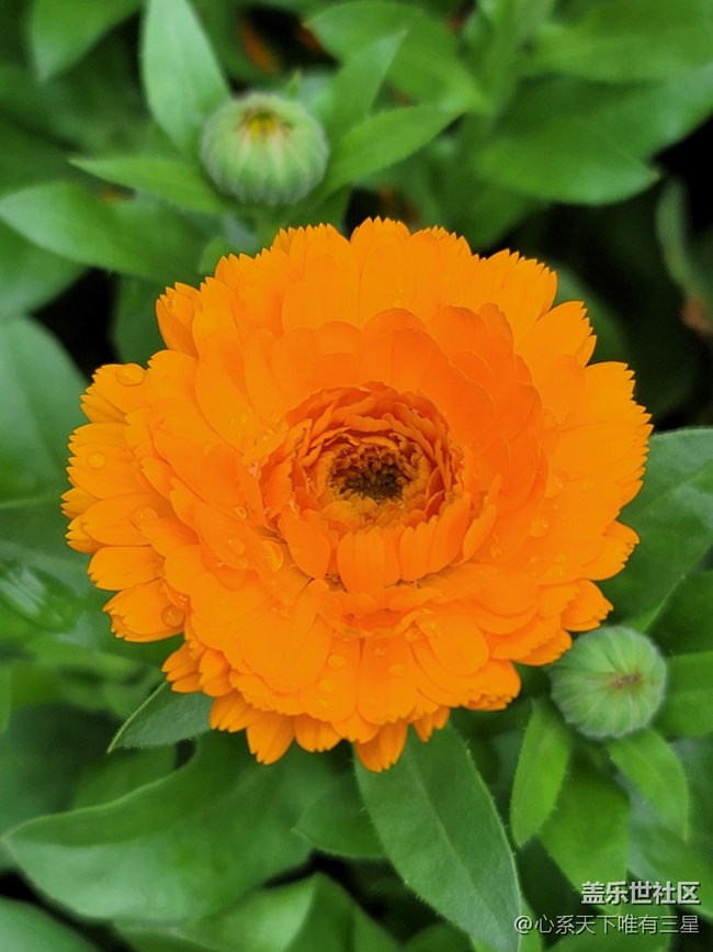 【三星AI與春天花兒】感受春天的氣息