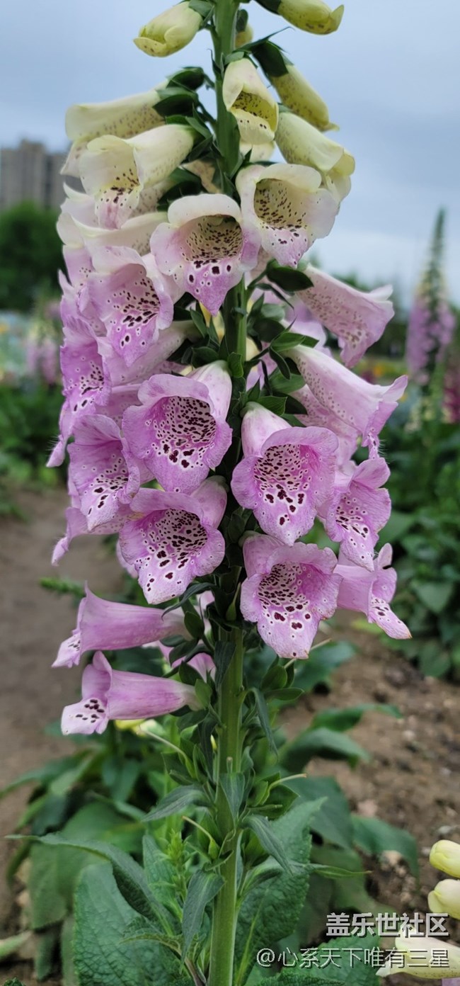 【三星AI與春天花兒】感受春天的氣息