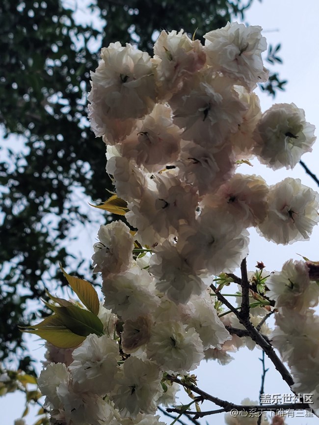 【三星AI與春天花兒】感受春天的氣息