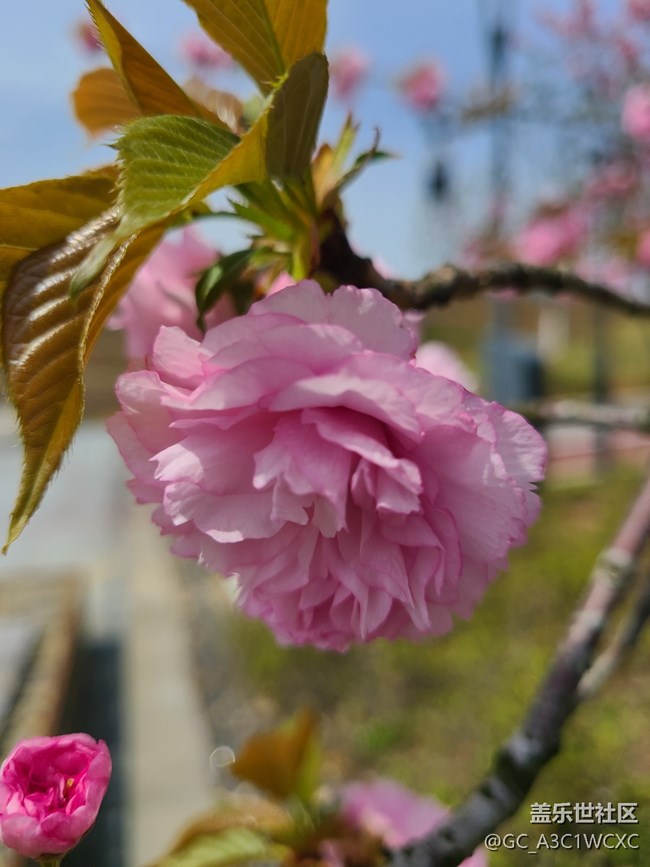 【春日影像詩】春天花開