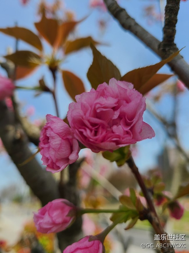 【春日影像詩】春天花開