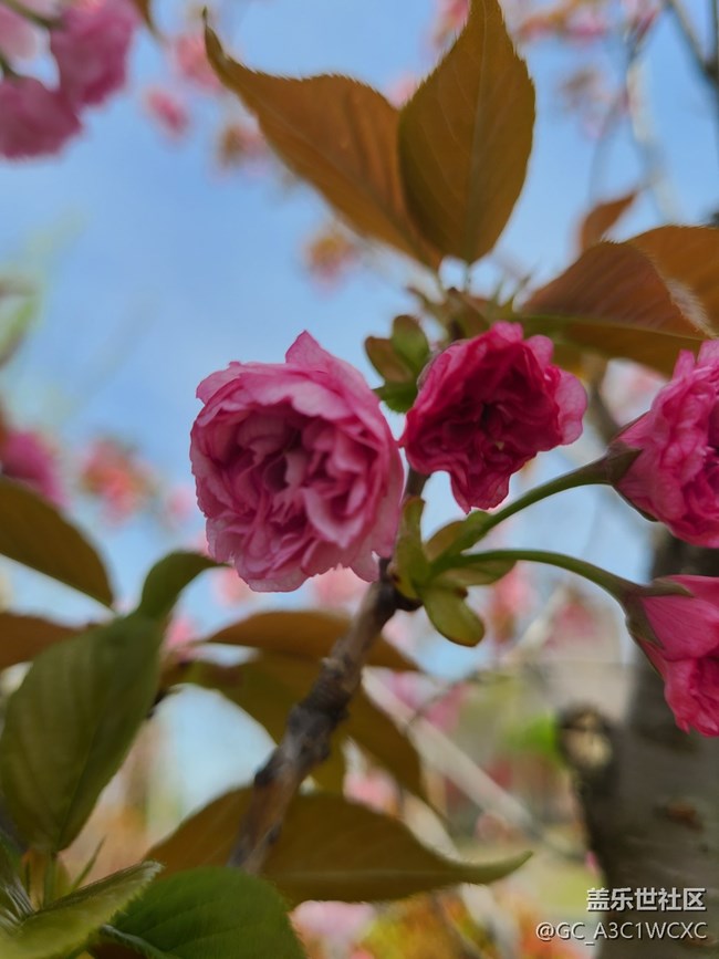 【春日影像詩】春天花開