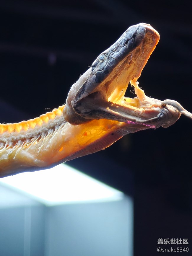 {探索生命奧秘}+生命的奇跡！