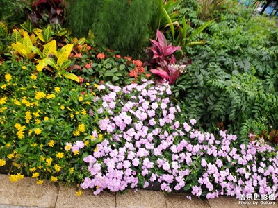 【醉春山】清明假期最后一天