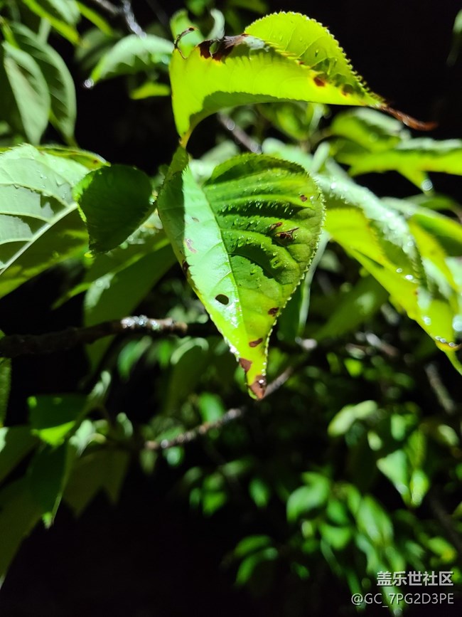 【黑暗中的光】夜晚的光