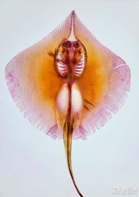 【追光塑影】+生命博物館