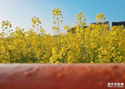 【醉春山】+油菜花的海洋