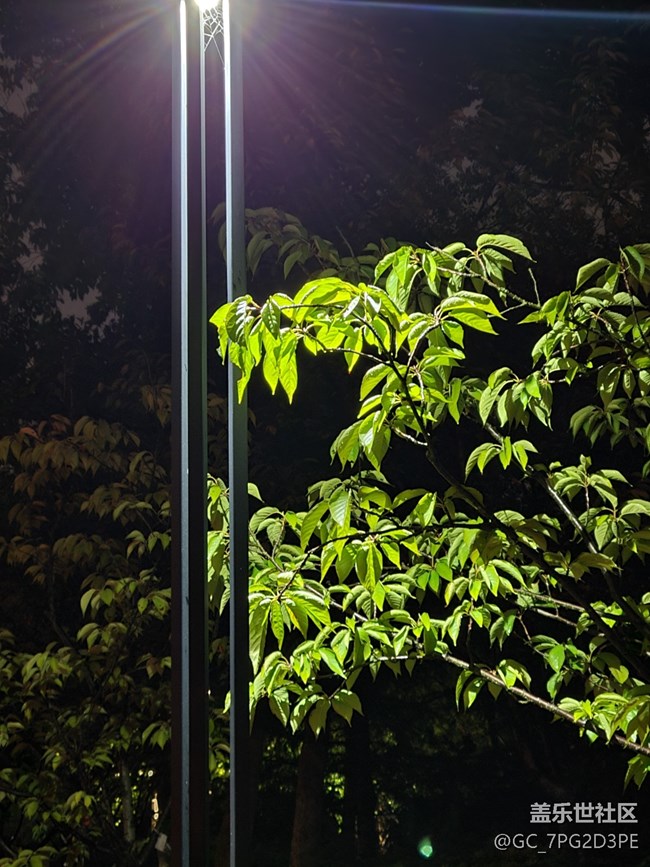 【黑暗中的光】夜晚的光