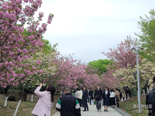 【三星AI與春天花兒】4月你們拍了花朵嘛？
