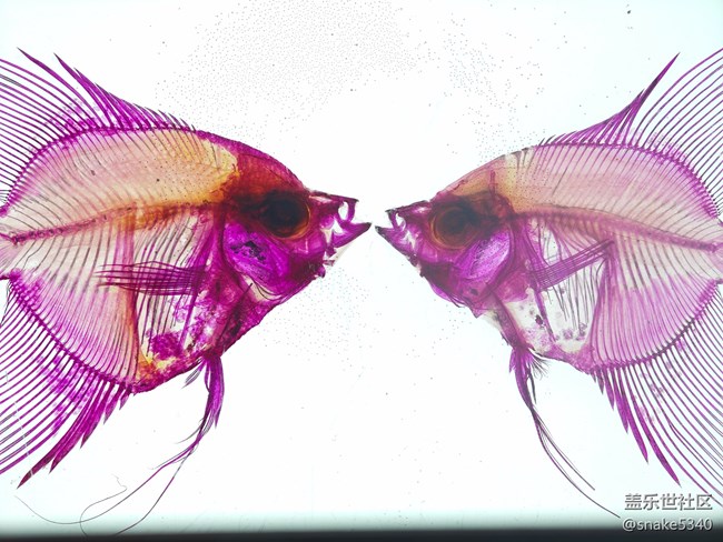 {探索生命奧秘}+生命的奇跡！