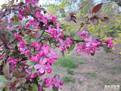 【醉春山】+花之色彩