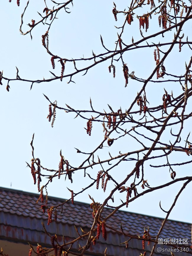 【春滿人間】+ 生機勃勃的小鳥