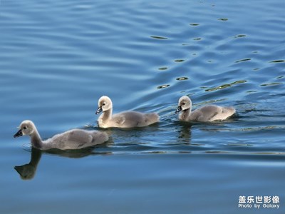 【醉春山】春江水暖“鴨”先知