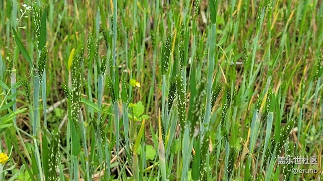 【春日影像詩】綠草
