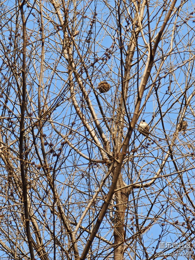 【春滿人間】+ 生機勃勃的小鳥