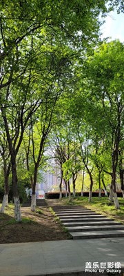 春天的花花草草