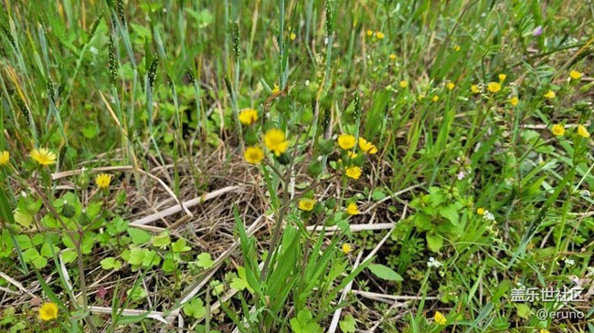 【春日影像詩】綠草