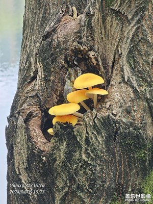 【醉春山】清明一游