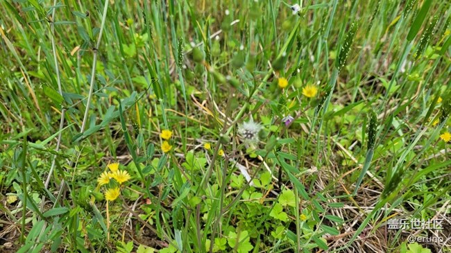 【春日影像詩】綠草
