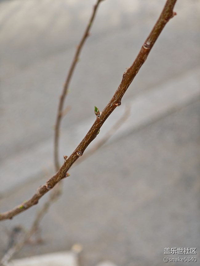 【春滿人間】+ 生機勃勃的小鳥