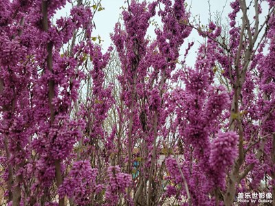 【醉春山】+花海