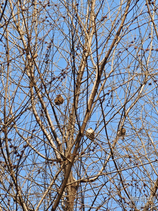 【春滿人間】+ 生機勃勃的小鳥