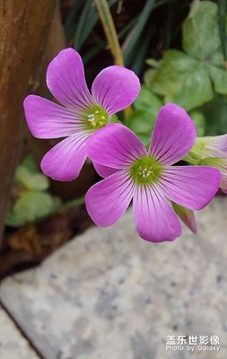 【醉春山】野花迎春