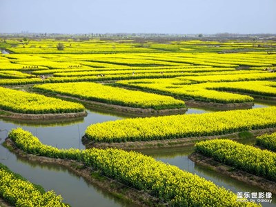 【醉春山】千垛花田