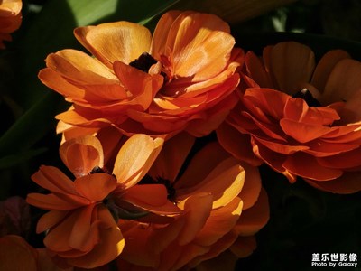 【追光塑影】光影中的花之美