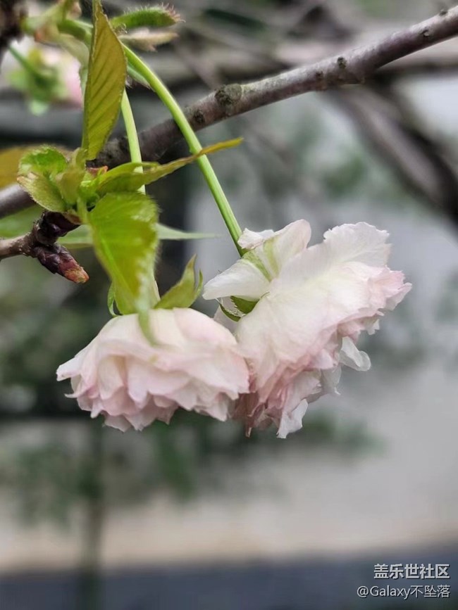 【三星AI與春天花兒】假期活動耶?