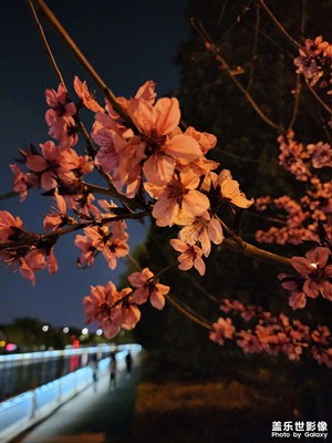 【追光塑影】+夜晚的花