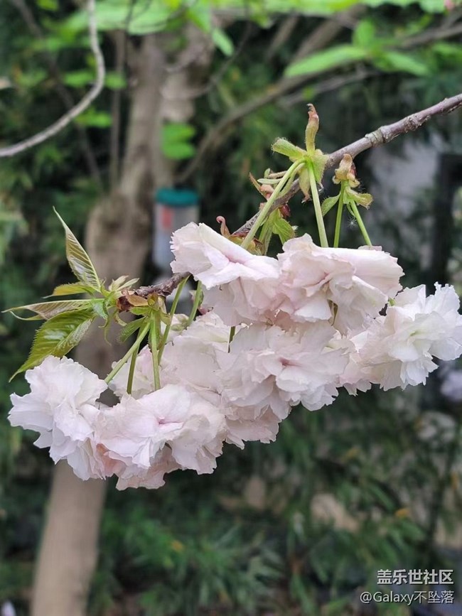 【三星AI與春天花兒】假期活動耶?