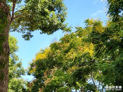 【追光塑影】+追逐陽光