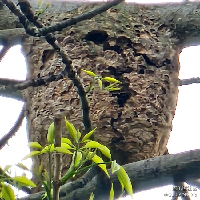 6.1十倍變焦拍的馬蜂窩