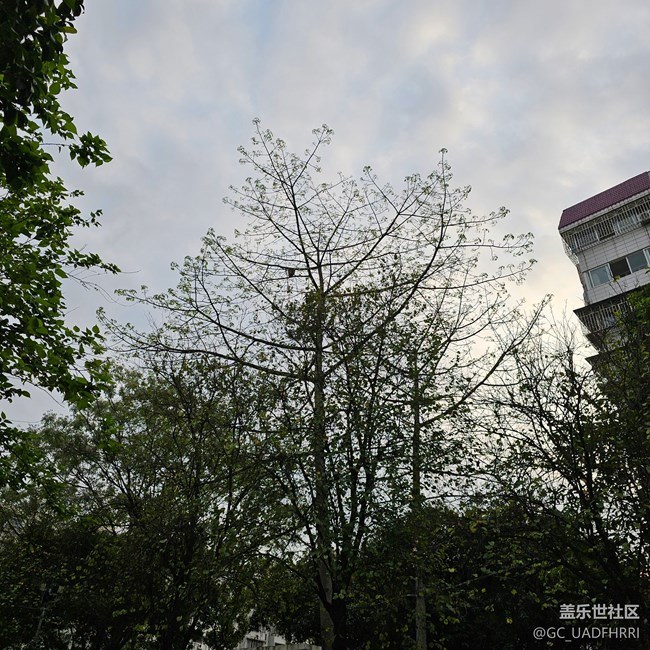 6.1十倍變焦拍的馬蜂窩