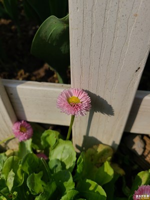 【追光塑影】花兒盛開