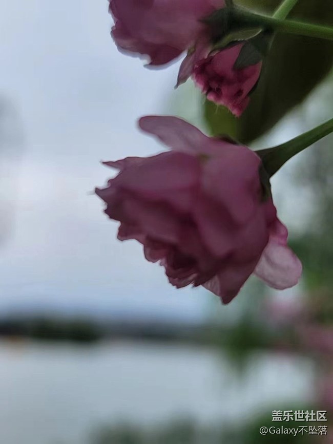 【三星AI與春天花兒】假期活動耶?