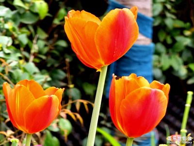 【醉春山】鏡頭下的春和景明