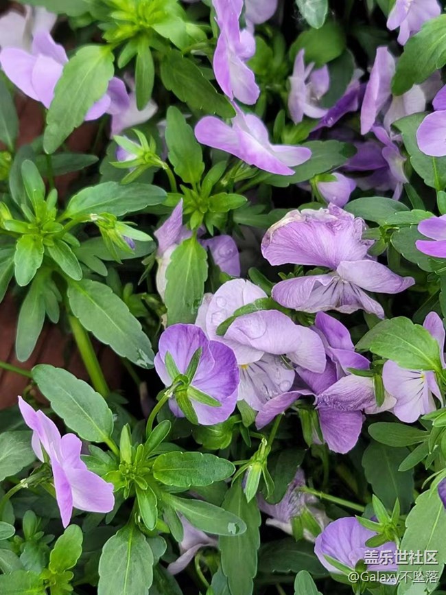 【三星AI與春天花兒】假期活動耶?