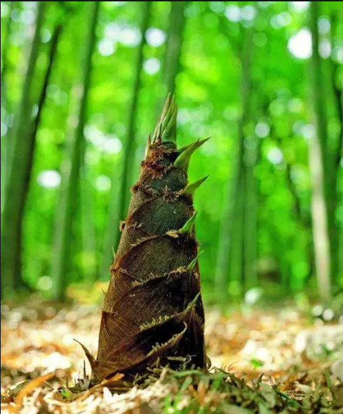 活動(dòng)招募貼【尋找春天的味道】四月無(wú)錫星部落線(xiàn)上攝影活動(dòng)！