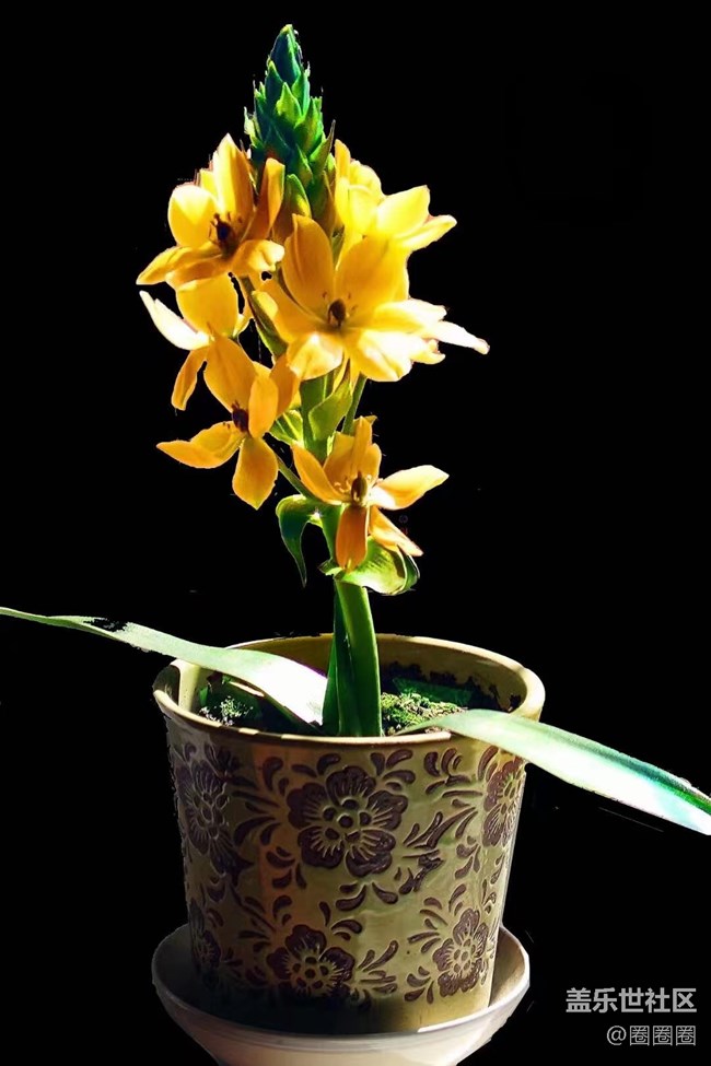 【黑暗中的光】我家的花