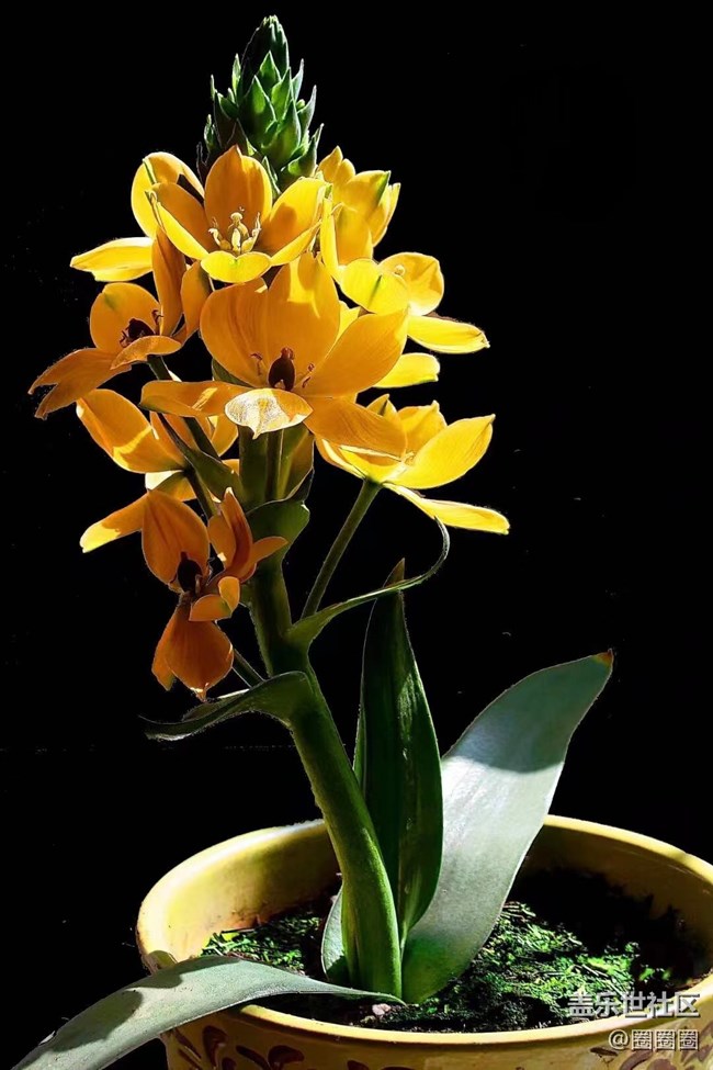 【黑暗中的光】我家的花